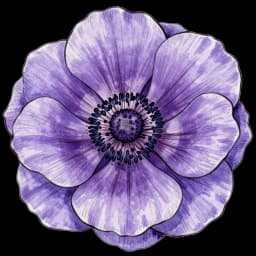 anemone flower in a digital bouquet