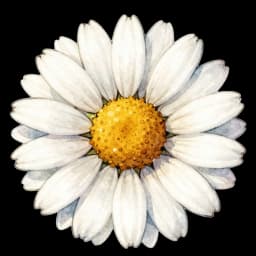 daisy flower in a digital bouquet