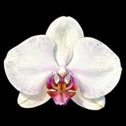 orchid flower in a digital bouquet