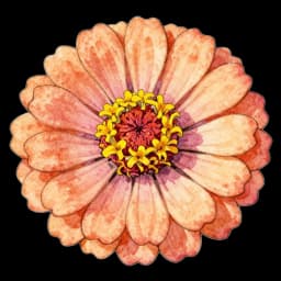 zinnia flower in a digital bouquet