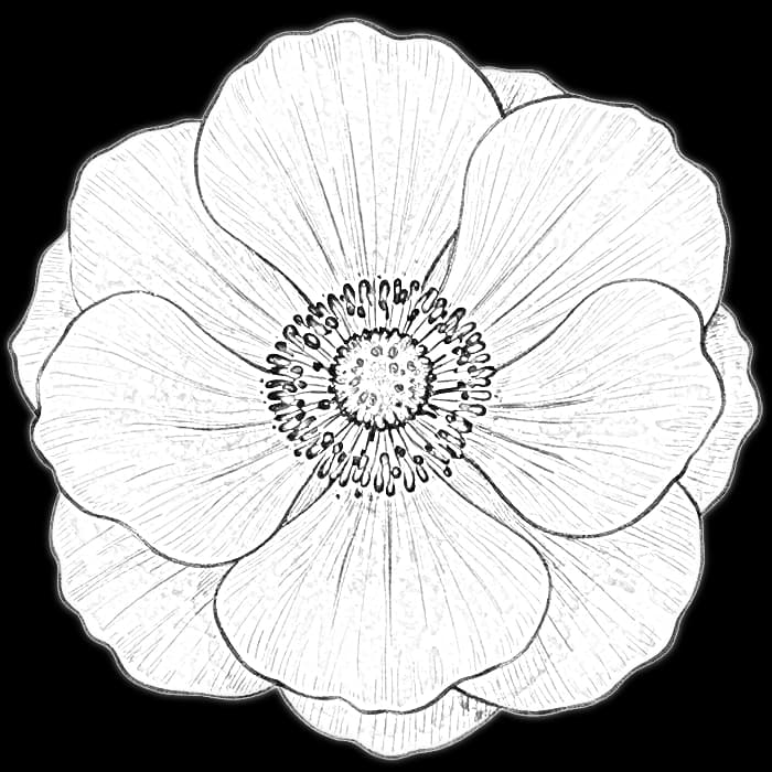 Monochrome digital bouquet preview: Midnight Stem