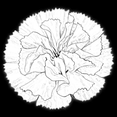 carnation flower in a digital bouquet