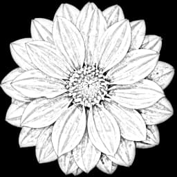 dahlia flower in a digital bouquet