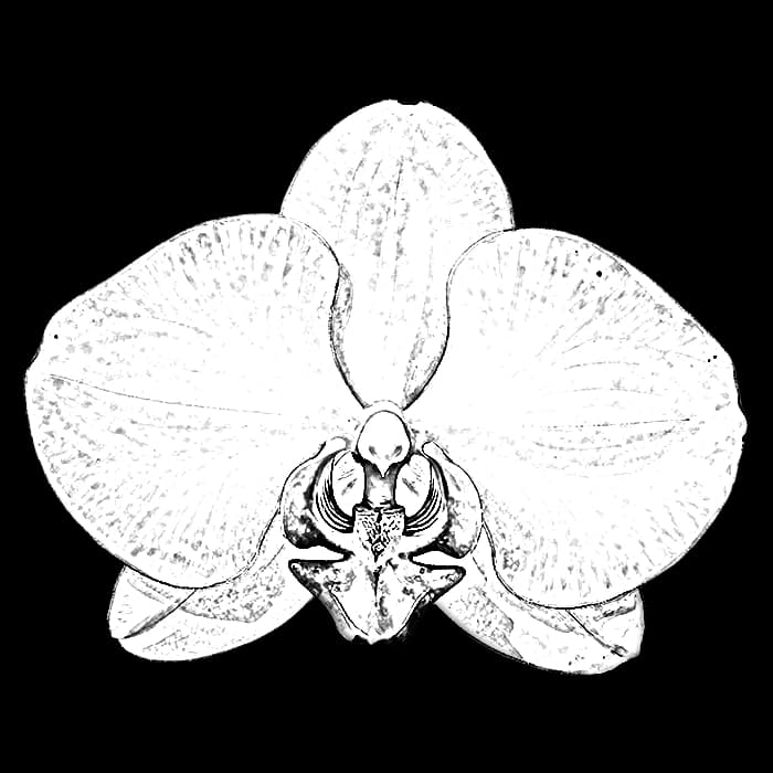 Monochrome digital bouquet preview: Postcard Study