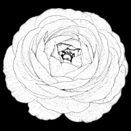 ranunculus flower in a digital bouquet