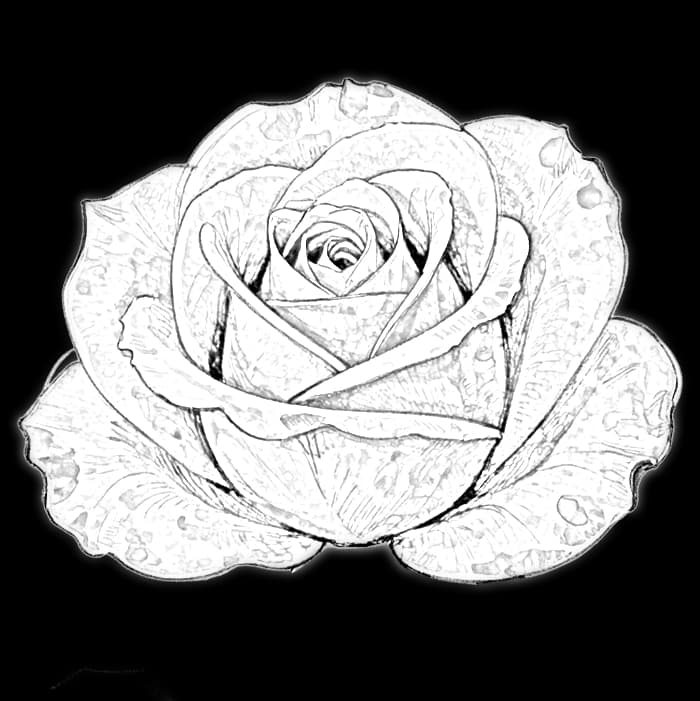 Monochrome digital bouquet preview: Graphite Bloom