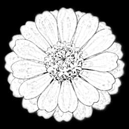 zinnia flower in a digital bouquet