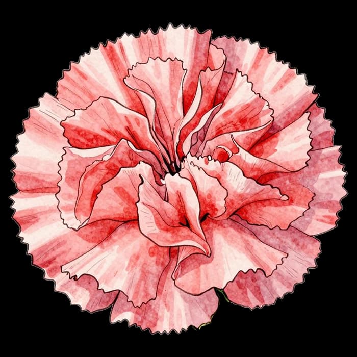 Carnation